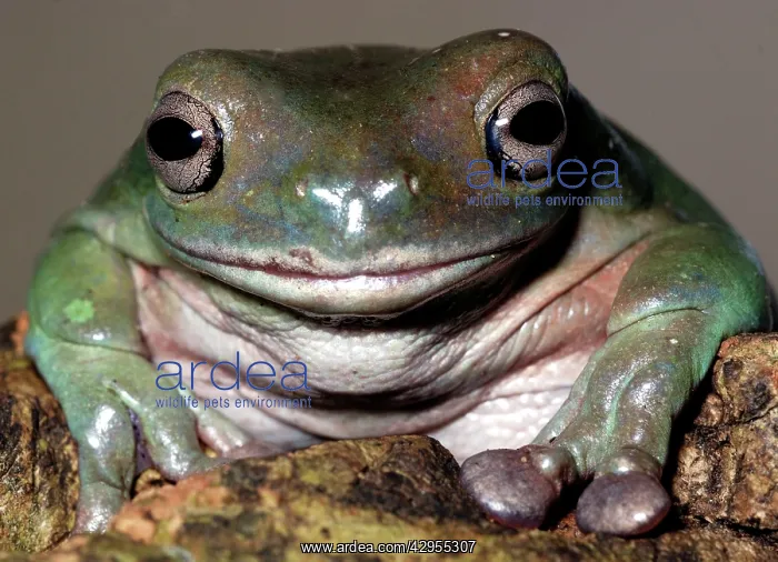  : White's Tree Frog