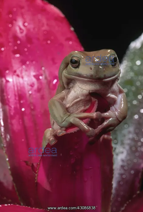 : White's Tree Frog : White's Tree Frog
