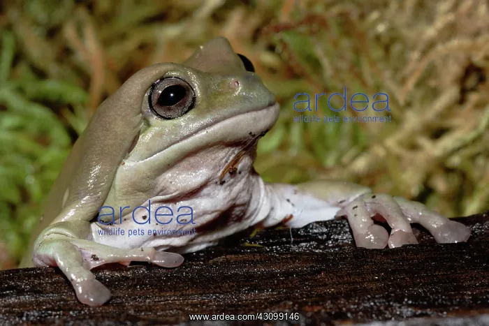 : White's Tree Frog : White's Tree Frog