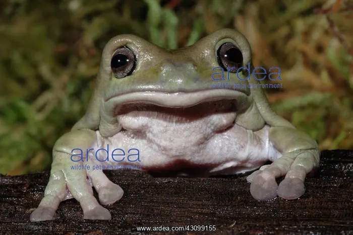 : White's Tree Frog : White's Tree Frog