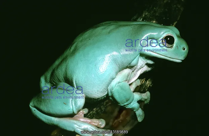 : White's Treefrog : White's Treefrog