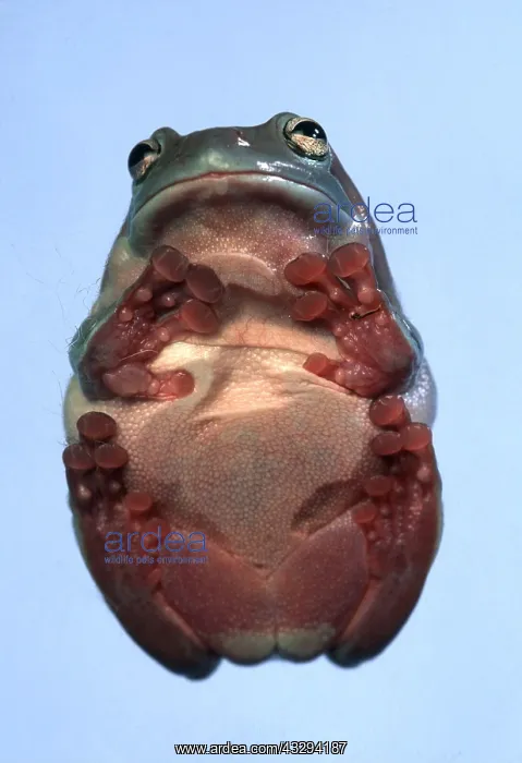 : WHITE'S TREEFROG - FROM BENEATH : WHITE'S TREEFROG - FROM BENEATH
