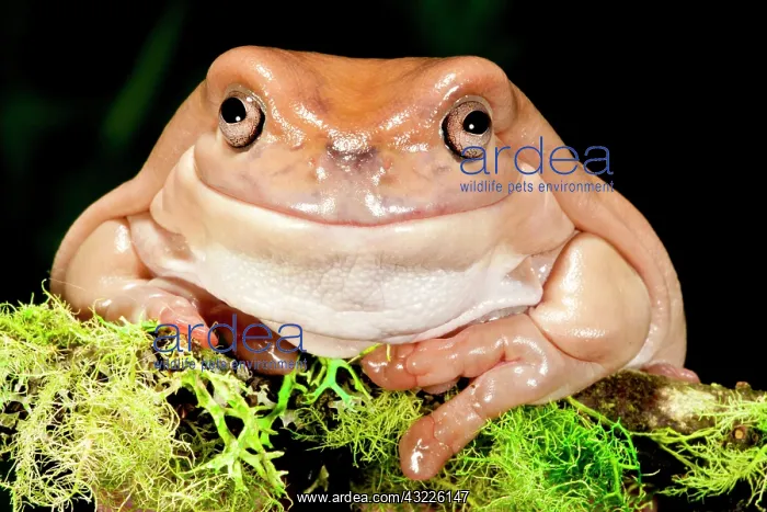 : White's Treefrog, Litoria caerulea, Native : White's Treefrog, Litoria caerulea, Native