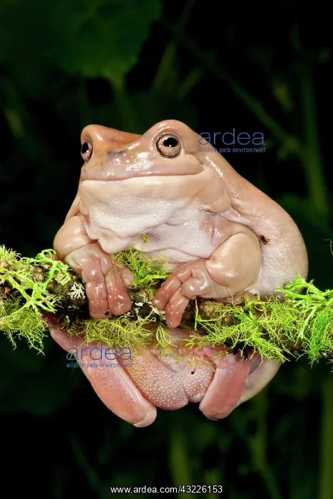 : White's Treefrog, Litoria caerulea, Native : White's Treefrog, Litoria caerulea, Native
