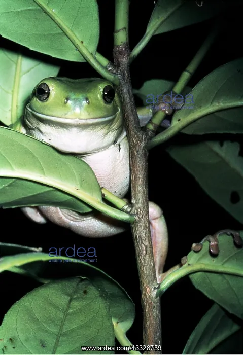 : WHITE'S TREEFROG - In tree : WHITE'S TREEFROG - In tree
