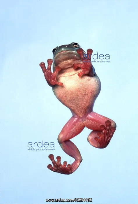 : WHITE'S TREEFROG - view from underneath : WHITE'S TREEFROG - view from underneath