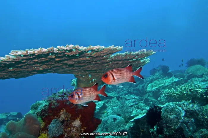 : Whitespot Soldierfish - under coral ledge : Whitespot Soldierfish - under coral ledge