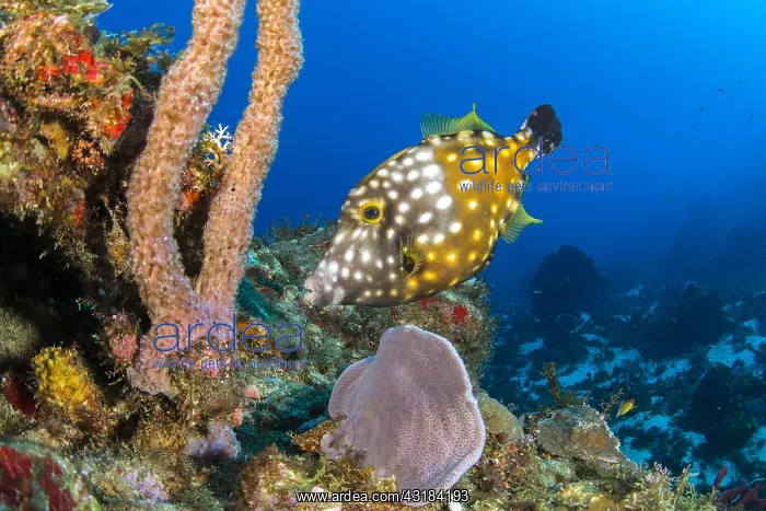 : Whitespotted filefish (Cantherhines macrocerus) : Whitespotted filefish (Cantherhines macrocerus)