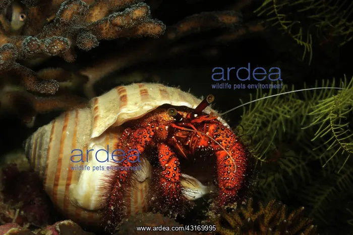 : Whitespotted Hermit : Whitespotted Hermit