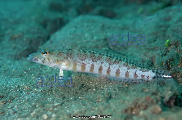 : Whitestripe Sandperch : Whitestripe Sandperch