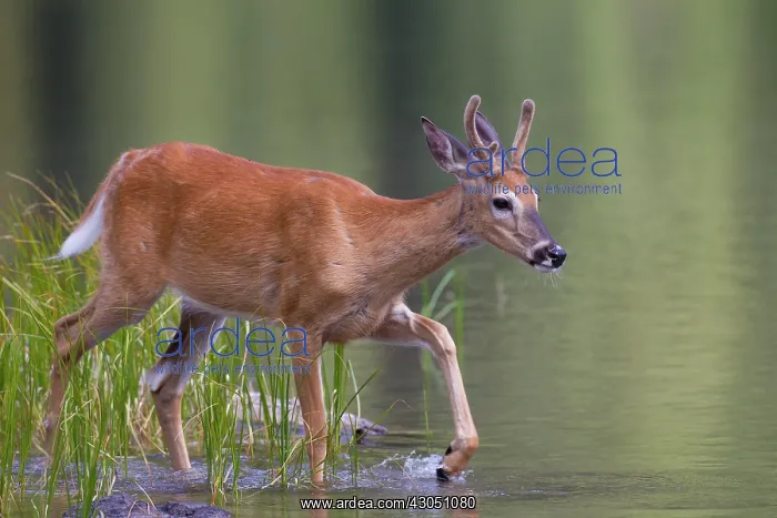 : Whitetail Buck Whitetail Buck young buck in low water Wa : Whitetail Buck Whitetail Buck young buck in low water Wa