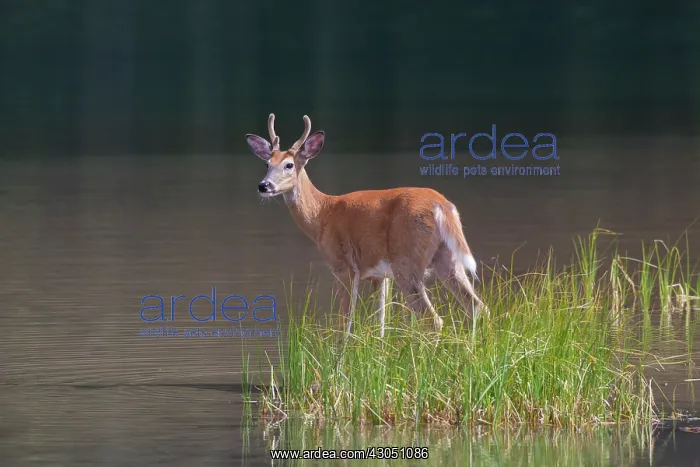 : Whitetail Buck Whitetail Buck young buck in low water Wa : Whitetail Buck Whitetail Buck young buck in low water Wa