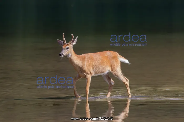: Whitetail Buck Whitetail Buck young buck in low water Wa : Whitetail Buck Whitetail Buck young buck in low water Wa