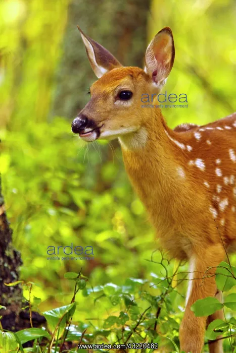 : Whitetail deer fawn in Whitefish, Montana : Whitetail deer fawn in Whitefish, Montana