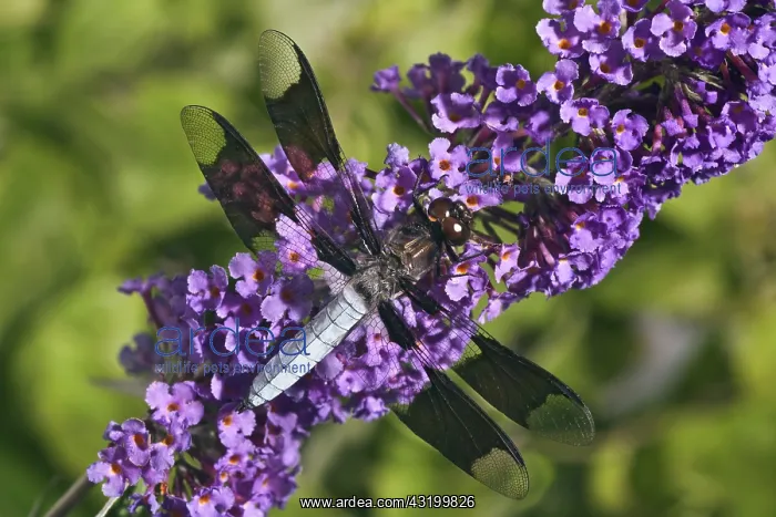 : Whitetail Dragonfly : Whitetail Dragonfly