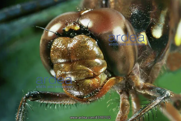: Whitetail dragonfly eyes : Whitetail dragonfly eyes