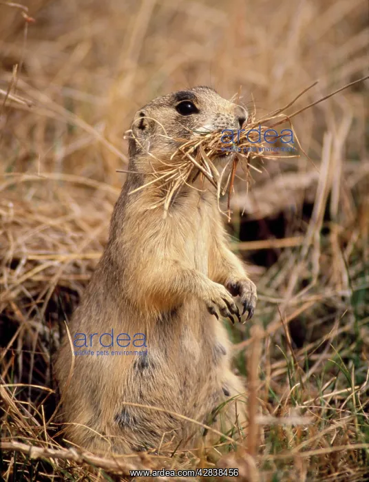 : Whitetail Prairie Dog - Collecting nesting material : Whitetail Prairie Dog - Collecting nesting material