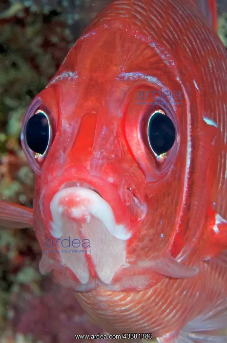 : Whitetail Squirrelfish : Whitetail Squirrelfish