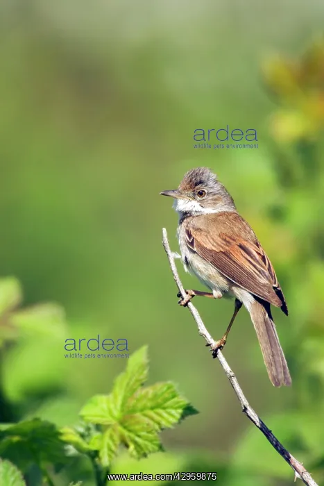 : Whitethroat : Whitethroat