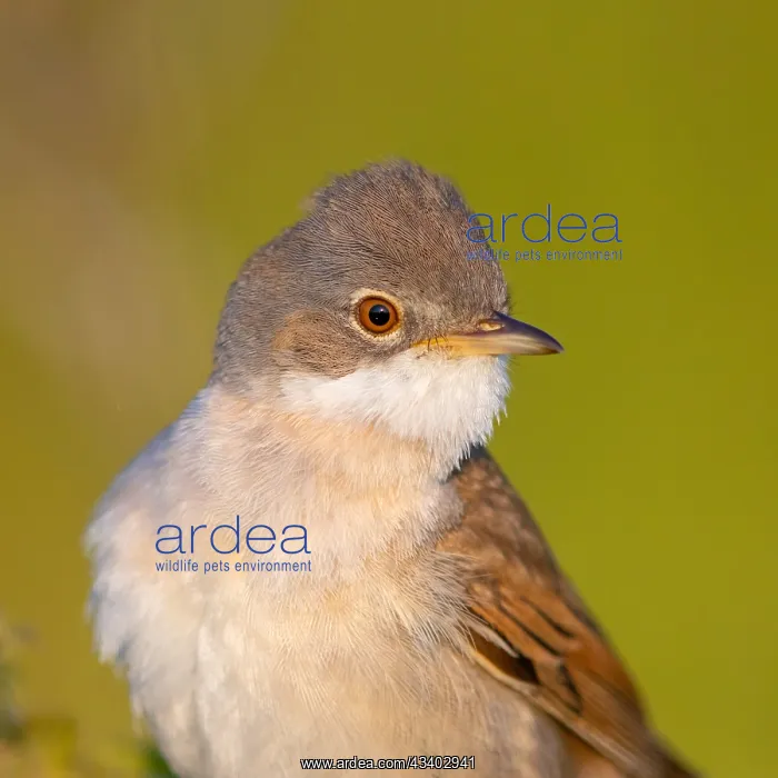 : Whitethroat, common whitethroat (Sylvia communis) : Whitethroat, common whitethroat (Sylvia communis)