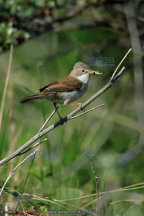 : Whitethroat - female, with food in beak : Whitethroat - female, with food in beak
