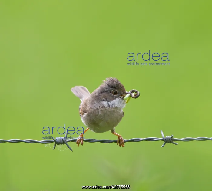 : Whitethroat - with food in beak approaching its nest - May : Whitethroat - with food in beak approaching its nest - May