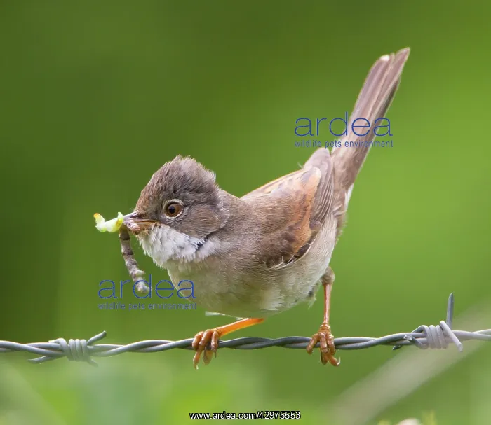 : Whitethroat - with food in beak approaching its nest - May : Whitethroat - with food in beak approaching its nest - May