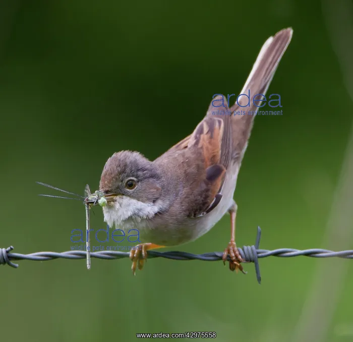  : Whitethroat - with food in beak approaching its nest - May
