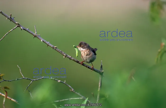 : Whitethroat - with insect in beak : Whitethroat - with insect in beak