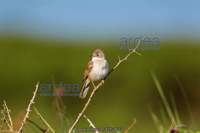 : Whitethroat - male : Whitethroat - male