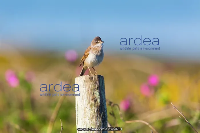 : Whitethroat - male : Whitethroat - male
