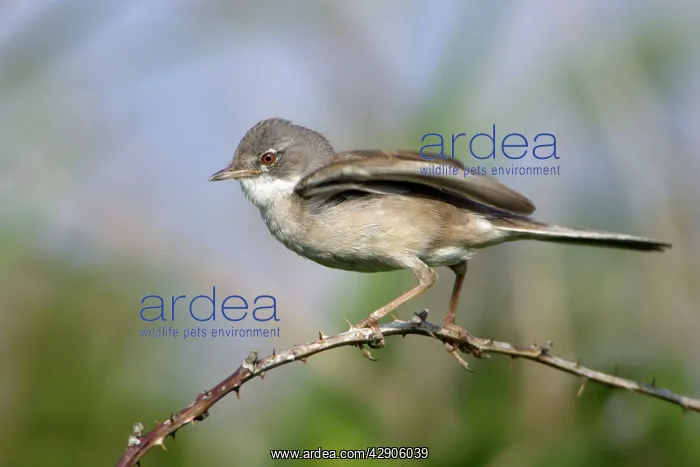 : Whitethroat - Male displaying to female : Whitethroat - Male displaying to female