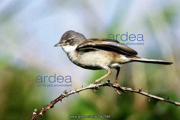 : Whitethroat - Male displaying to female : Whitethroat - Male displaying to female