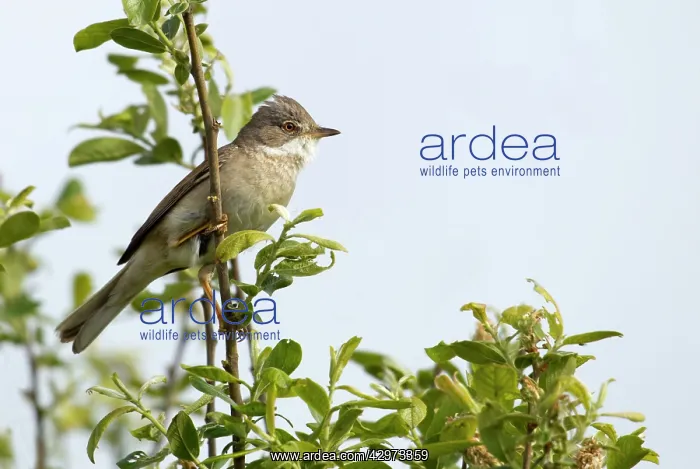 : Whitethroat - male perched high up in a bush and : Whitethroat - male perched high up in a bush and
