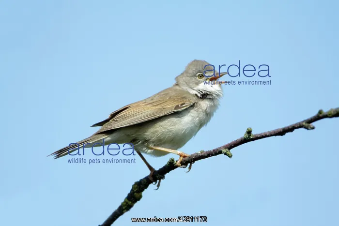 : Whitethroat - male singing from branch : Whitethroat - male singing from branch