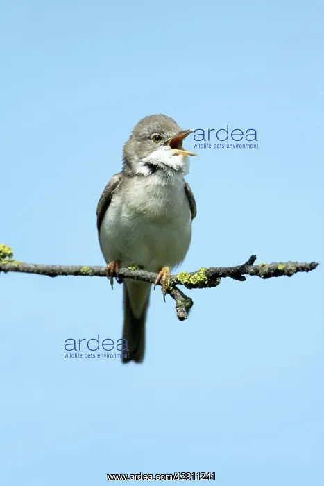 : Whitethroat - male singing from branch : Whitethroat - male singing from branch