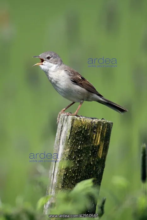 : Whitethroat - male singing from fence post : Whitethroat - male singing from fence post