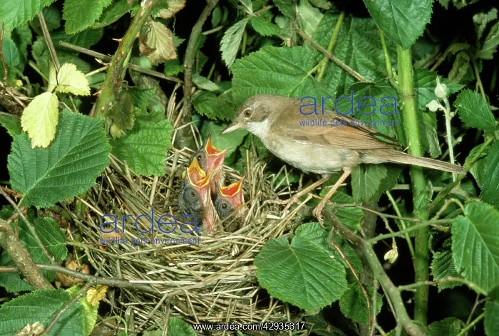 : Whitethroat - at nest feeding young : Whitethroat - at nest feeding young