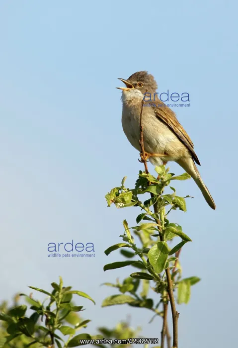 : Whitethroat - perched in top of tree singing to : Whitethroat - perched in top of tree singing to