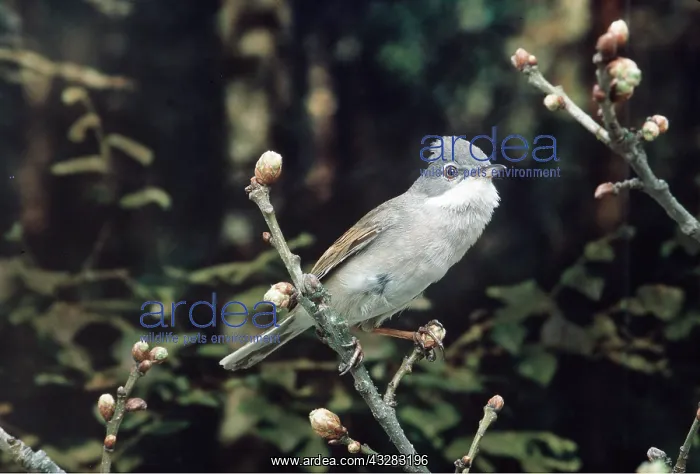  : WHITETHROAT - perched on twig with buds