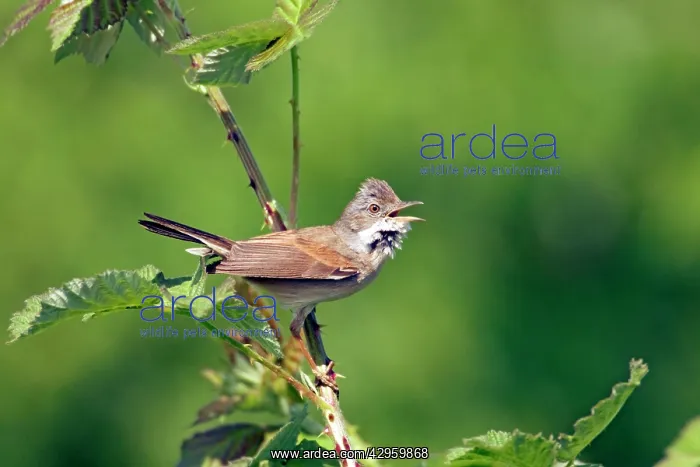 : Whitethroat - Singing : Whitethroat - Singing