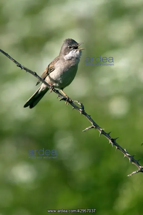 : Whitethroat - singing - Italy : Whitethroat - singing - Italy