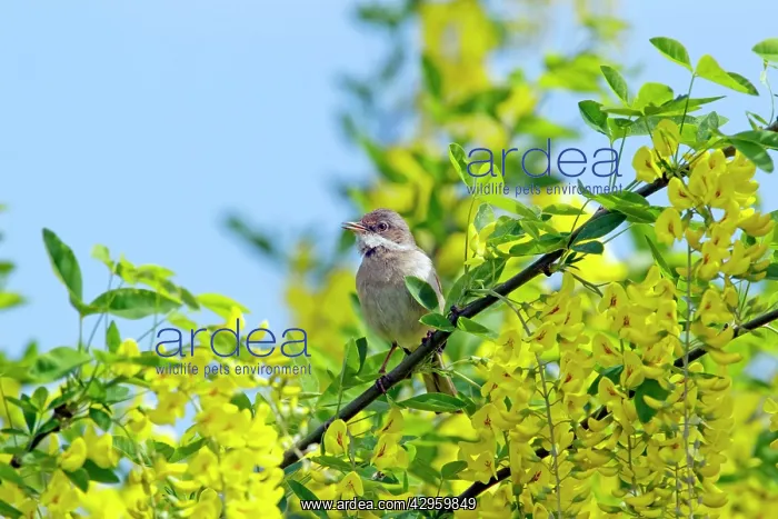 : Whitethroat - Singing in Laburnum Tree : Whitethroat - Singing in Laburnum Tree