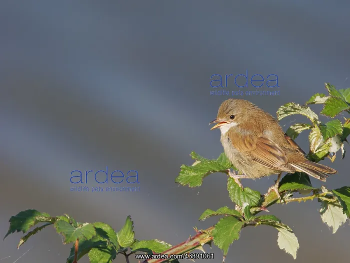 : Whitethroat Sylvia communis Abberton Reservoir, Essex, UK : Whitethroat Sylvia communis Abberton Reservoir, Essex, UK