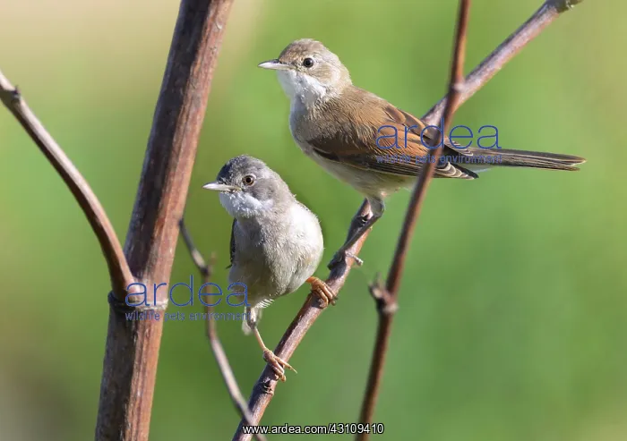 : Whitethroats (Sylvia communis) couple on a branch : Whitethroats (Sylvia communis) couple on a branch