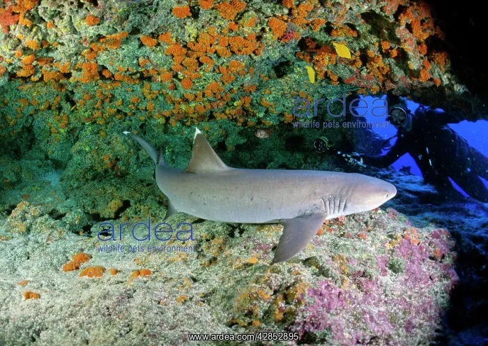 : Whitetip Reef Shark : Whitetip Reef Shark