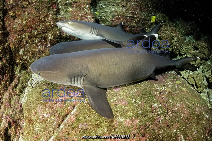 : Whitetip reef sharks, Triaenodon obesus, Roca Partida : Whitetip reef sharks, Triaenodon obesus, Roca Partida