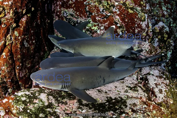 : Whitetip reef sharks, Triaenodon obesus, Roca Partida : Whitetip reef sharks, Triaenodon obesus, Roca Partida