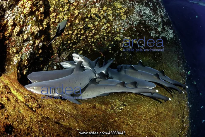 : Whitetip reef sharks, Triaenodon obesus, Roca Partida : Whitetip reef sharks, Triaenodon obesus, Roca Partida