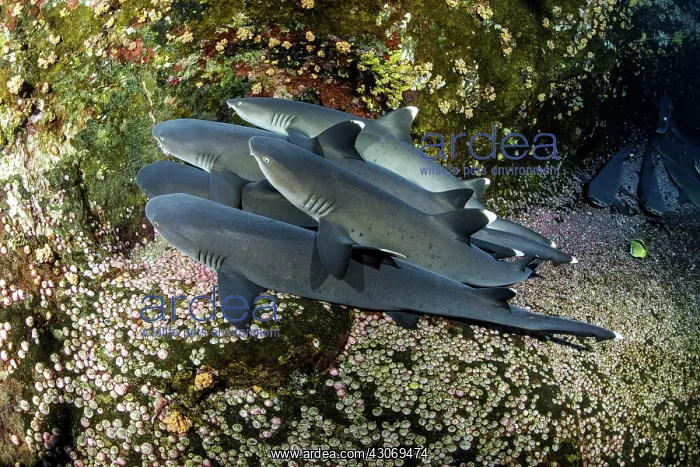  : Whitetip reef sharks, Triaenodon obesus, Roca Partida